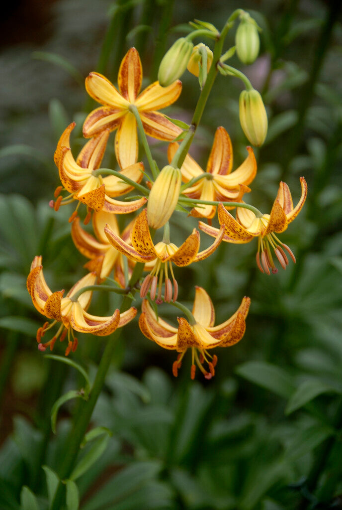 Krollija-Lilium Martagon Sunny Morning 1-pakning NYHET